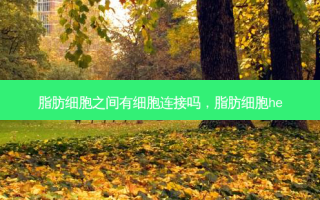 脂肪细胞之间有细胞连接吗，脂肪细胞he
